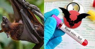 Nipah virus keral