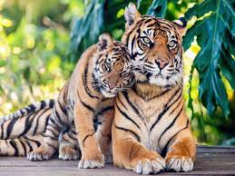 In the year 2021, a total of 126 tigers have been killed across the country. This is the highest number of tiger deaths in the last ten years. The figures were released by the National Tiger Conservation Authority. Out of these 126 tigers, 60 tigers are victims of poaching, accidents and human-animal conflicts outside protected areas. Thirty percent of these tigers die outside the tiger region.
